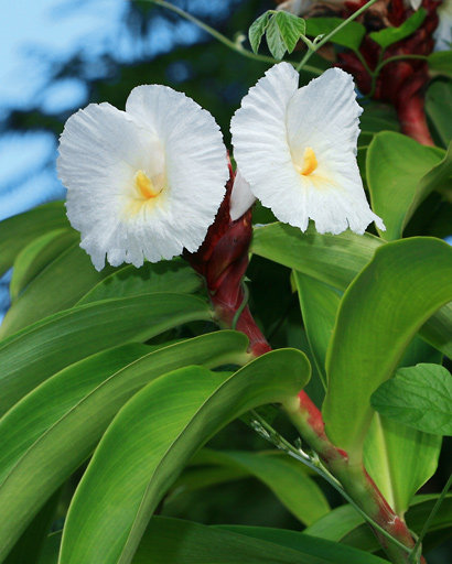 blue zushi plant Blue zushi  Mavericks Genetics