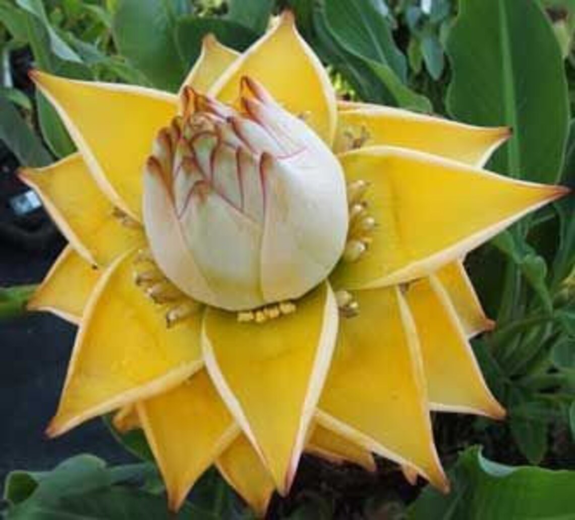 Golden lotus 5