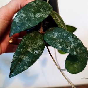 hoya caudata 'sumatra'