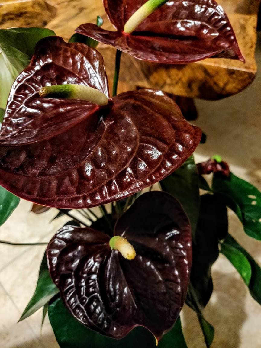 buy philodendron ivy Philodendron Heart Leaf in Hanging Basket main image 0