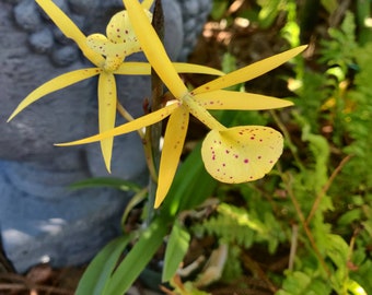 Brassavola Cattleya Orchid - Yellow bird