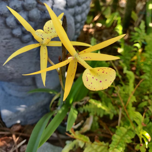 Brassavola Cattleya Orchid - Yellow bird