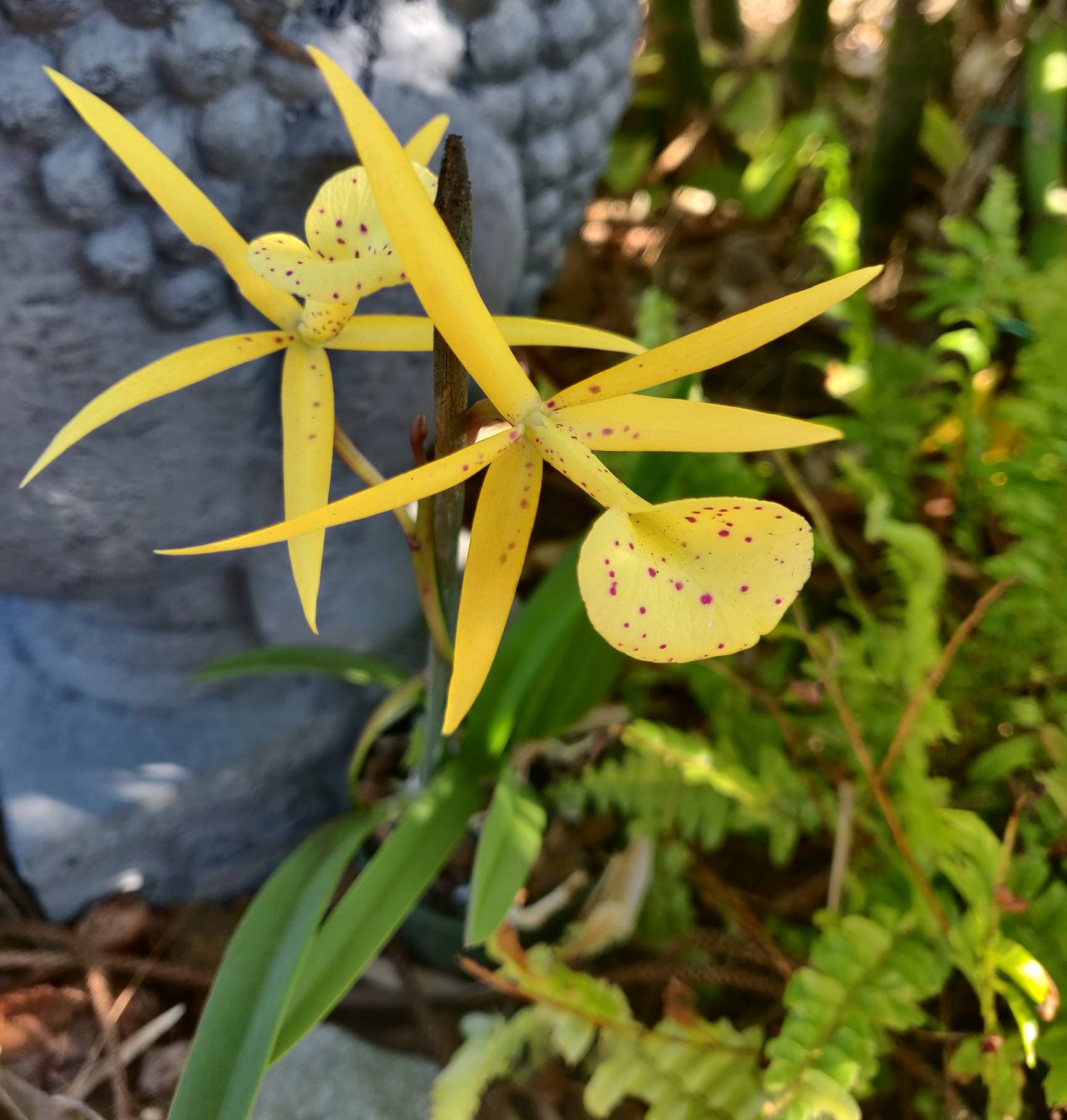 Brassavola Cattleya Orchid - Yellow Bird - Etsy
