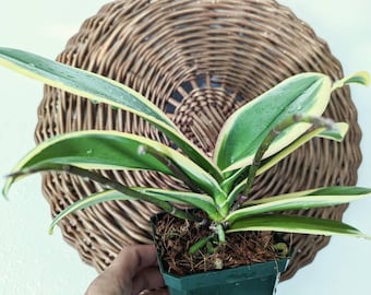 Unusual - Orchid Phalaenopsis "Variegated"