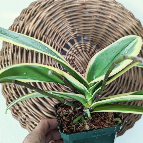 Unusual - Orchid Phalaenopsis "Variegated"