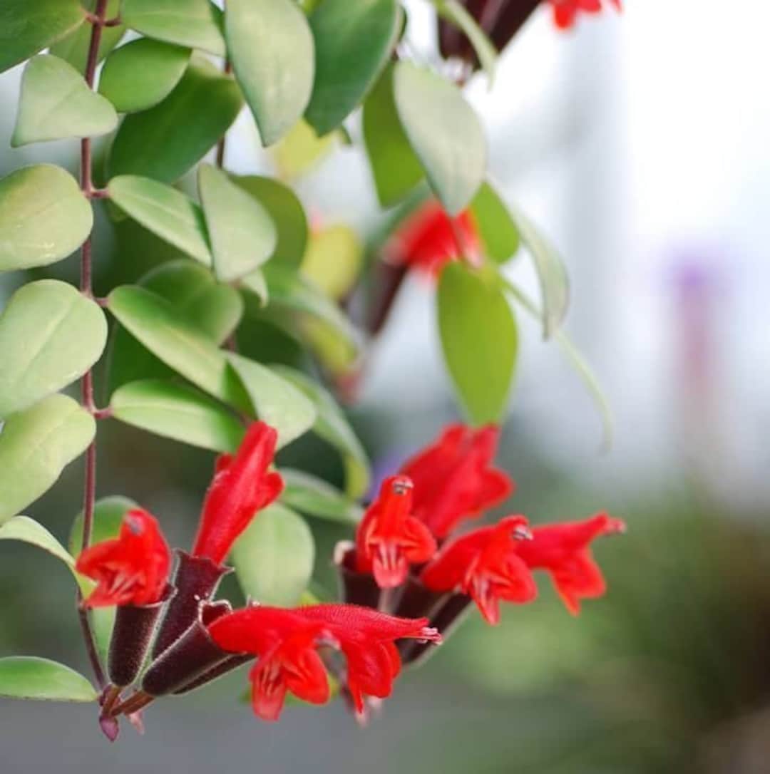 Aeschynanthus Radicans Lipstick Plant 'monalisa' Etsy
