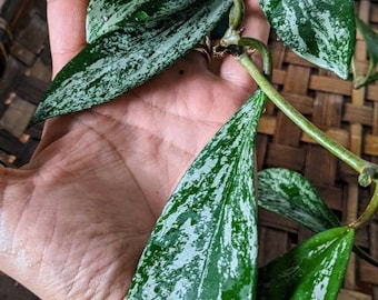 Hoya Pubicalyx splash