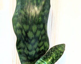 Large plant - sansevieria whale masoniana