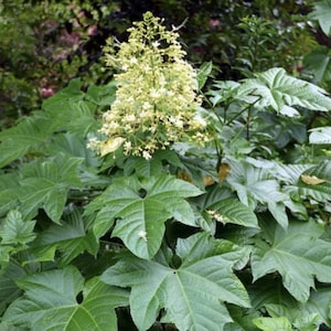 Rare variety - Clerodendrum paniculatum &#39;Alba&#39;
