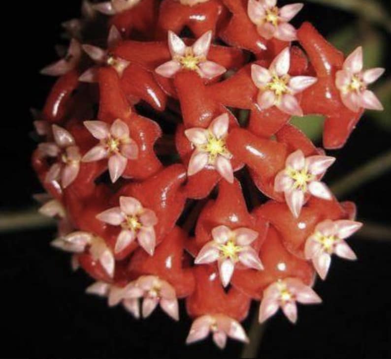 SweetGardenUS Hoya Ilagiorum