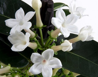 Stephanotis floribunda - Hawaiian Wedding Flower 'Madagascar Jasmine