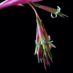 May include: Close-up of a vibrant pink and green flower against a black background. The flower has long, slender petals and a delicate, graceful appearance. The color palette includes shades of pink, green, and yellow.