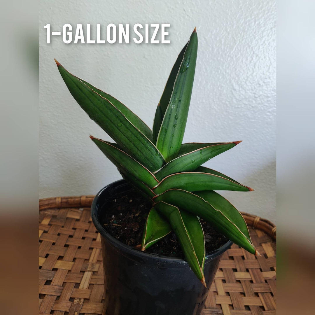 Exotic Sansevieria Ehrenbergii - Samurai - Etsy