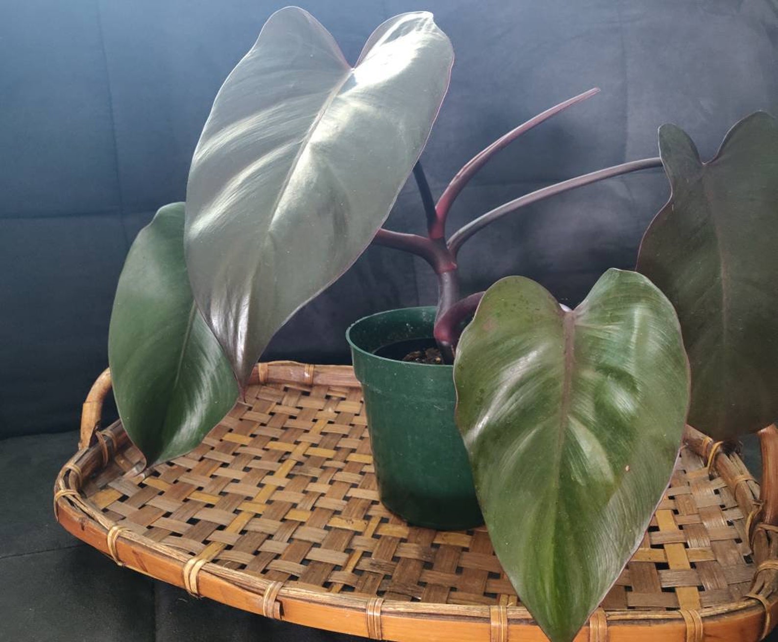 Unusual Philodendron Royal Queen - Etsy