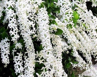 White Queen’s Wreath vine - Live Plant