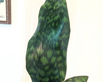 Large plant - sansevieria whale masoniana
