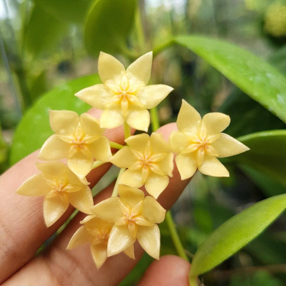 Large Plant - Hoya Diptera - Etsy