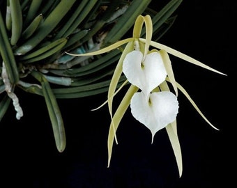 Unusual Lady of the Night Orchid -  Brassavola nodosa - Fragrant