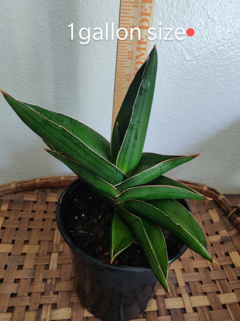 Exotic Sansevieria ehrenbergii 'Samurai Dwarf' image 3