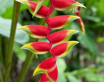Heliconia Lobster Claw