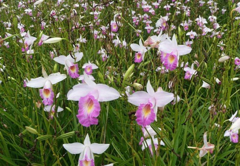 Arundina graminifolia 'Bamboo Orchid' Live Plant image 1