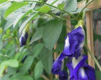 Double-Flowering Blue Butterfly Pea - Clitoria Ternatea - Asian pigeonwings - Live Plant