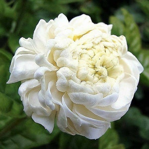 Jasminum Sambac Grand Duke Of Tuscany