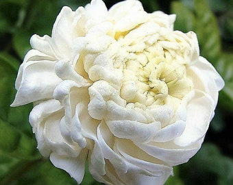 May include: Close-up of a white jasmine flower with multiple layers of delicate petals. The center of the flower has a creamy yellow hue, contrasting with the outer white petals. The background is a soft green, providing a natural setting.