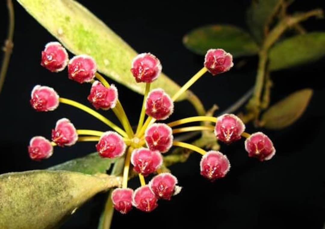 Hoya Burtoniae Fuzzy Leaves Flowers Smell Like Honey Etsy