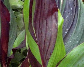 Canna 'Cleopatra' -  Live plant