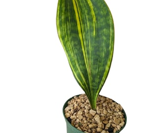 Unusual  Sansevieria Masoniana Variegated - Whale Fin  - Snake Plant