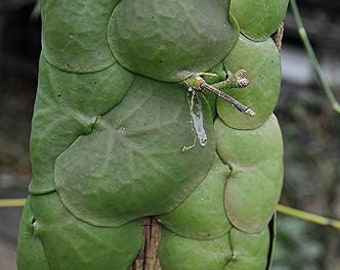 Dischidia imbricata