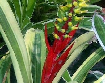 Bromeliad Aechmea nudicaulis variegated albomarginata