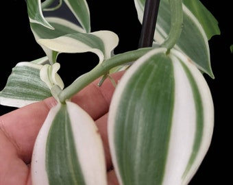 Vanilla planifolia 'albomarginata' 'White-Margin Vanilla Orchid'