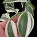 see more listings in the Orchid section