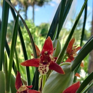 Coconut Orchid (Maxillaria tenuifolia)