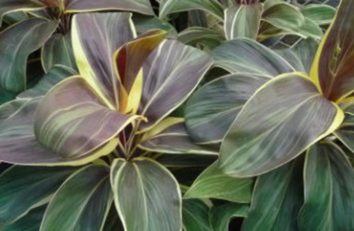 Dramatic Foliage Ti Plant Cordyline �Miss Andrea� Etsy