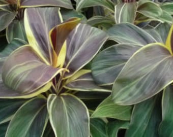 Dramatic Foliage - TI Plant -  Cordyline 'Miss Andrea'