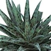 see more listings in the Cacti & Succulent section