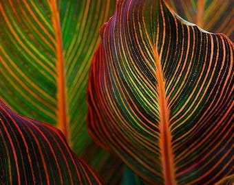 Exotic foliage - Tropicana canna live plant