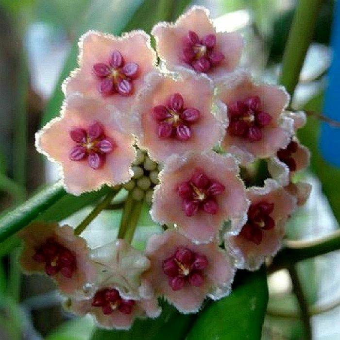 Large Plant - Hoya Diversifolia - Etsy
