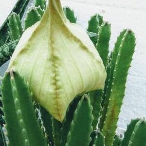 Starfish Cactus Stapelia gigantea image 2