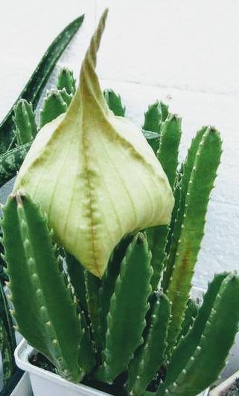 Starfish Cactus Stapelia gigantea image 2