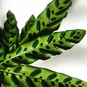 Large plant - Calathea Lancifolia