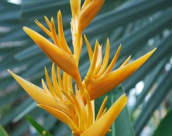 Beautiful and Exotic  - Heliconia Golden Torch - two Live rhizomes