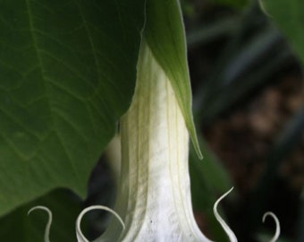 Brugmansia Suaveolens - Angel Trumpet White fragrante Flower