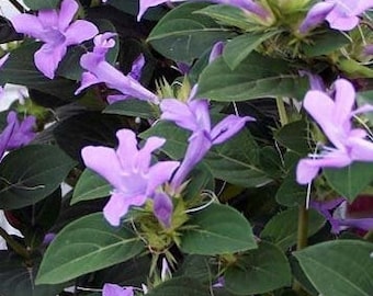 Barleria Cristata 'Philippine Violet'