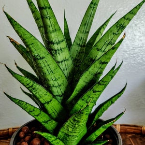 Rare pineapple Sansevieria ‘Magnificent’