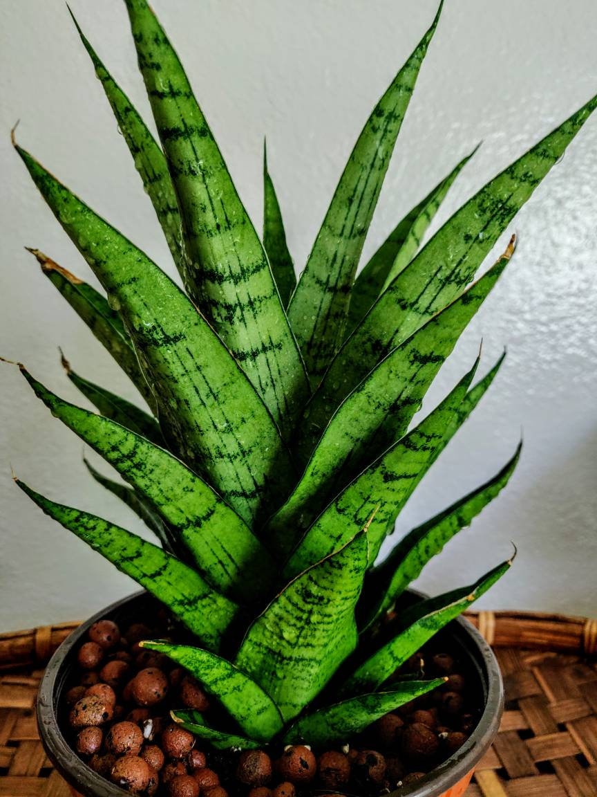 (45 100)||pimpandhost imagesize:864x1152 05)"  Rare Pineapple Sansevieria magnificent - Etsy Canada