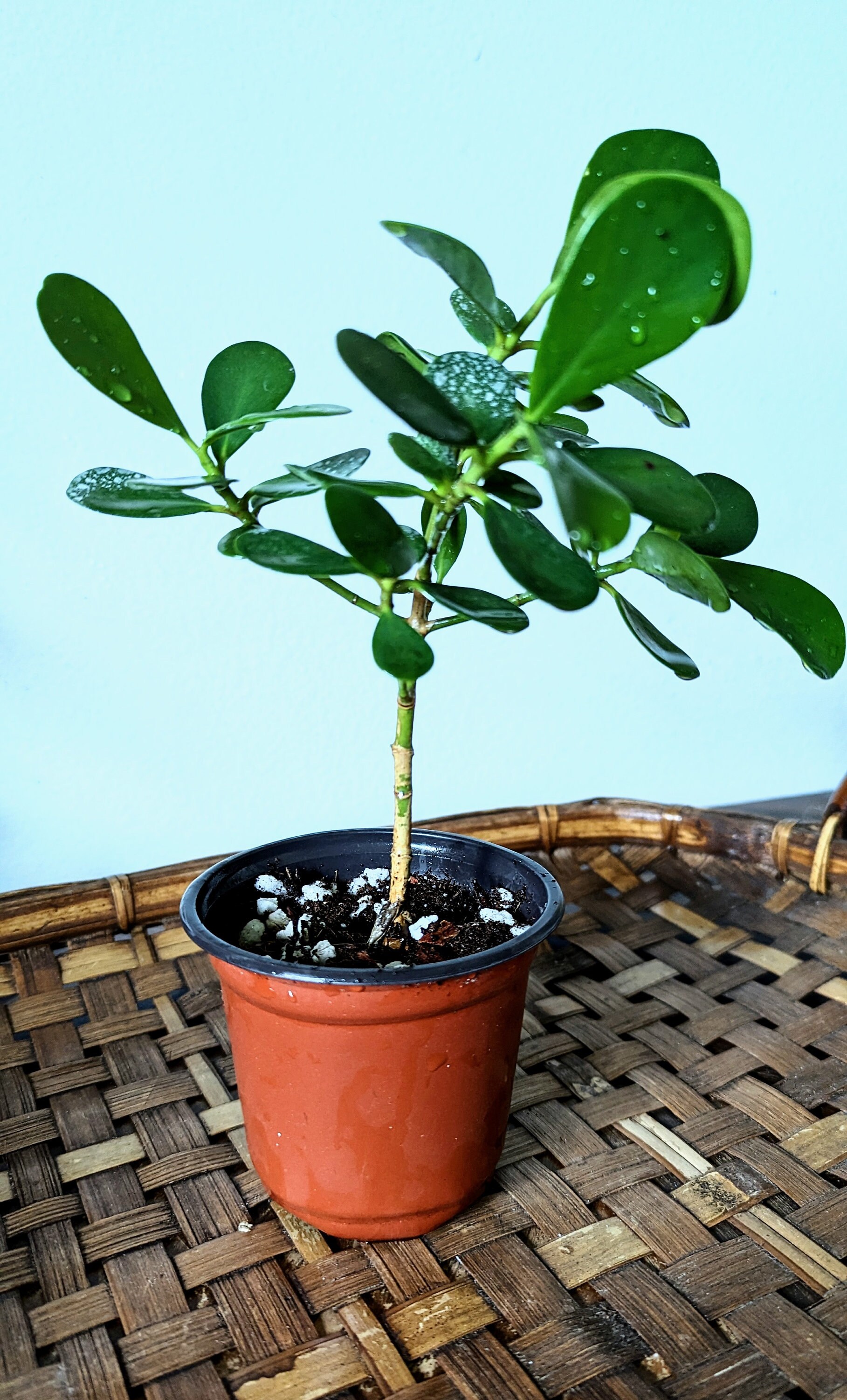 trinkhalme bambus Plastikfreie Strohhalme aus Bambus - 100% Naturprodukt main image 0